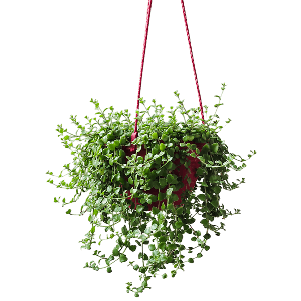 hanging-pot